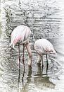Flamengo in  het water van Erik Reijnders thumbnail