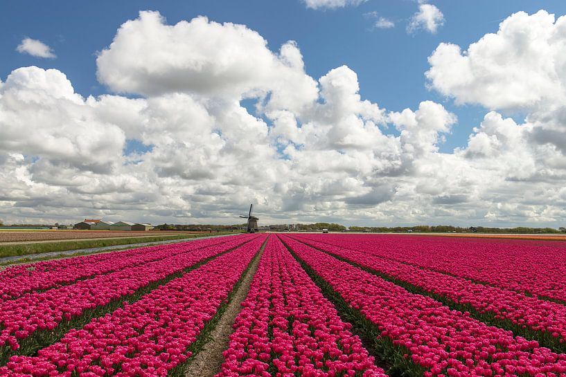 Typical dutch! van Hans Kerchman