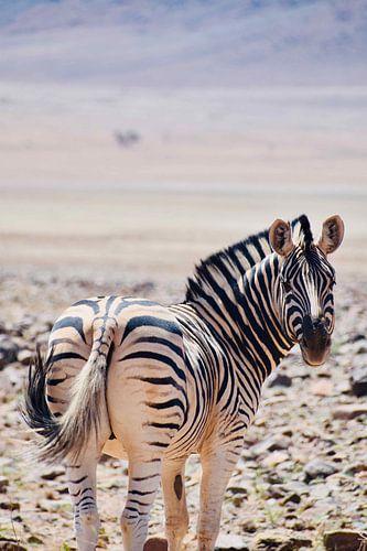 Zebra