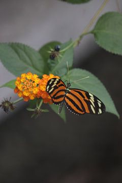 de vlinder etend van Danny van Zwam