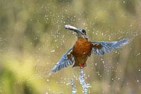 Ijsvogel