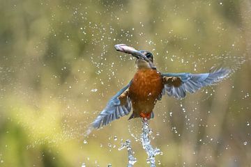 Kingfisher by Erwin Goossens