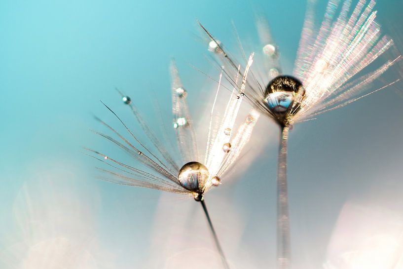 Dandelion umbrella magic turquoise by Julia Delgado