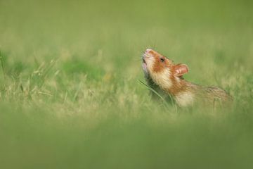 Hamster des champs européen