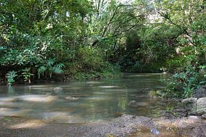 Dans la forêt tropicale d'Hawaï