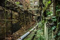 The green Tunnel