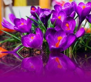 Krokusse
