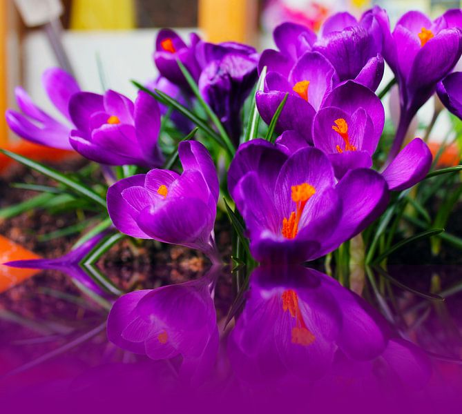 in spring by M.A. Ziehr