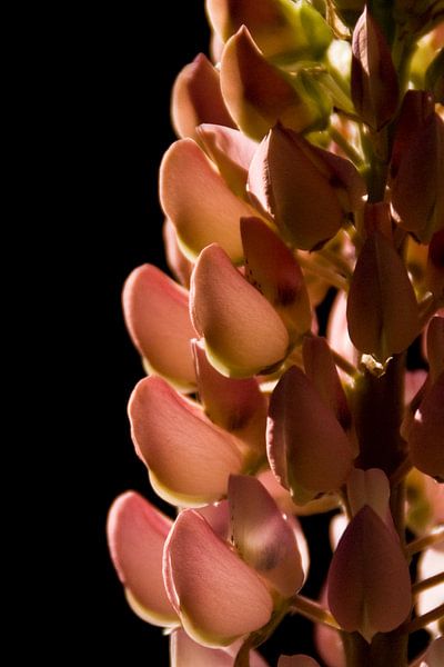 Roze lupine close-up van Brenda Gonzalez