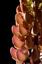 Roze lupine close-up van Brenda Gonzalez thumbnail