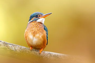 IJsvogel op tak van Gianni Argese