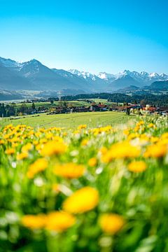 Pissenlit avec vue sur les Alpes d'Allgäu sur Leo Schindzielorz