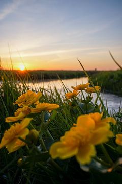 Polderland bloemenzee van Jesse Leersum
