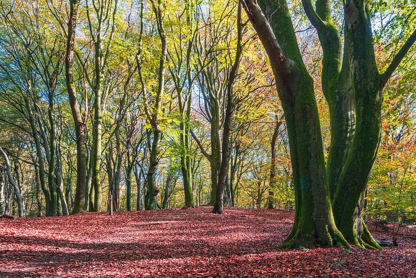 speulderbos by eric van der eijk