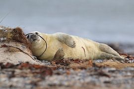 Grey Seal Howler Helgoland Island Germany by Frank Fichtmüller