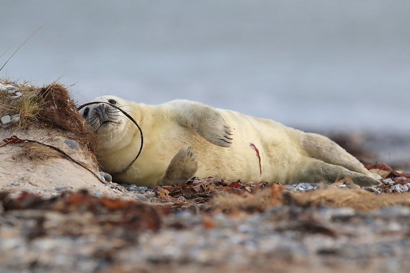 Kegelrobbe Heuler Insel Helgoland Deutschland von Frank Fichtmüller