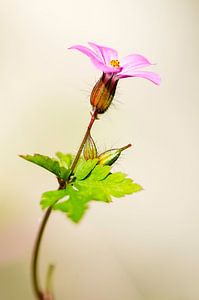 Robertskruid - Geranium robertianum van Hans Debruyne