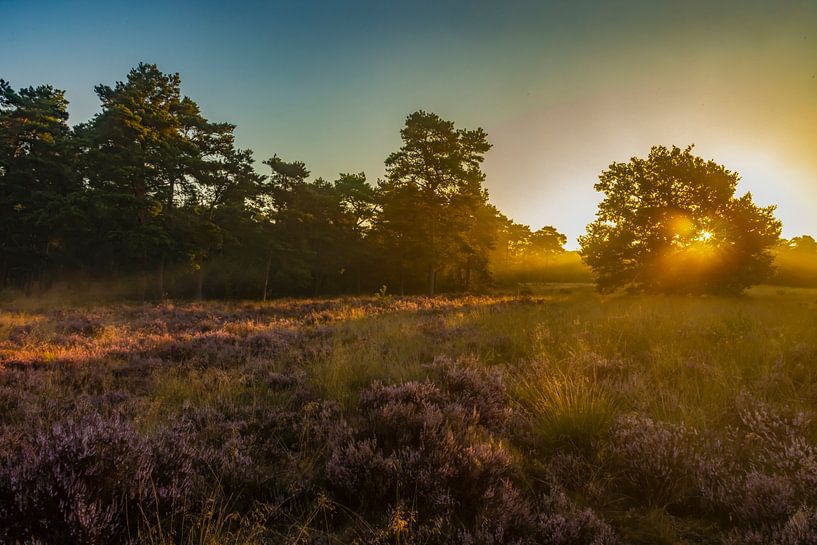 De Drentse heide tijdens zonsopkomst van Gert Hilbink