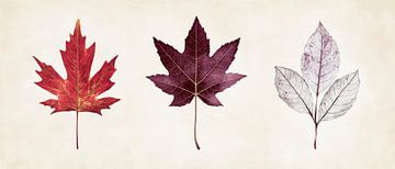 Herbstliches Farbenspiel der Blätter von Poster Art Shop