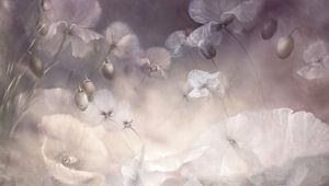 Fleeting _ Dreams of white poppies