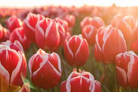 Rote und weiße Tulpen | Landschaftsfotografie Wandkunst von Ilonka Arnoczky