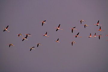 Flamingo-'e im Flug von Willemijn Wolthaus