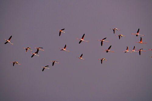 Flamingo-'e im Flug von Willemijn Wolthaus
