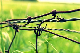 Grens door het groen sur Naomi Kroon