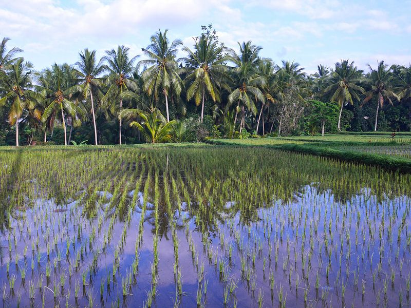 Reflexionen in den balinesischen Reisfeldern von Lu's Fotografie
