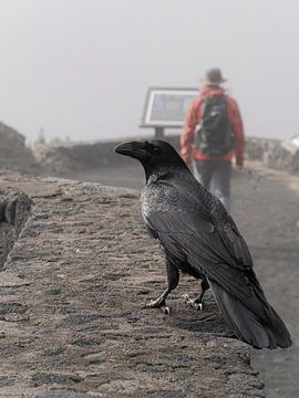 Raven at Mirador Llano del Jable la Palma by Willemijn Wolthaus