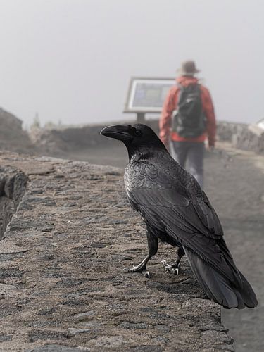 Ravenblik