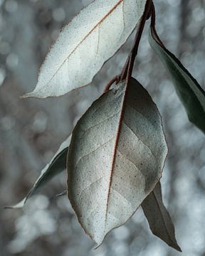Bladeren in zilvertinten van Saskia Schotanus