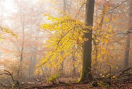 Beech with autumn colours by Peschen Photography