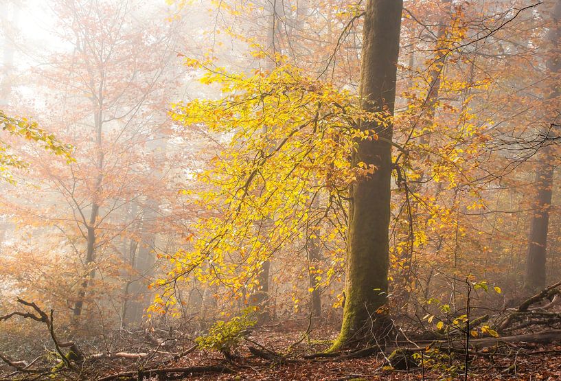 Hêtre aux couleurs de l'automne sur Peschen Photography