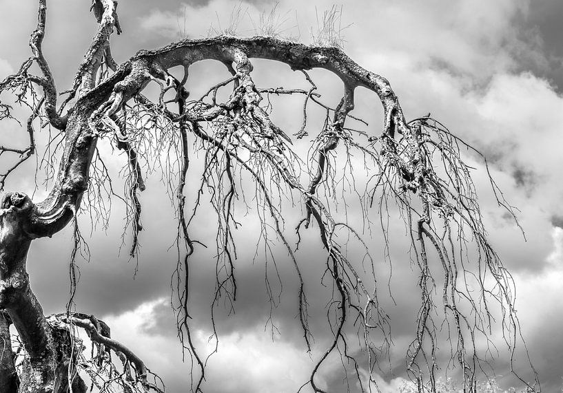 Whimsical branches by Jakob Huizen van
