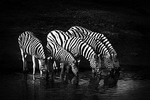 Trinkende Zebras von Jan Schuler