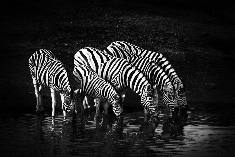 Drinking Zebras by Jan Schuler