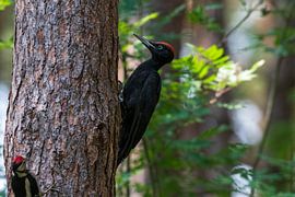 Black woodpecker by Merijn Loch