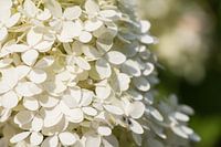 Gros plan d'un hortensia arbustif