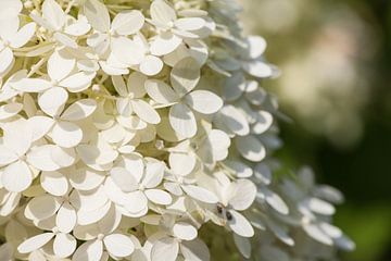 Close-up van een struik hortensia van Joachim Küster