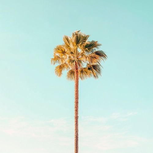 Palm hemel