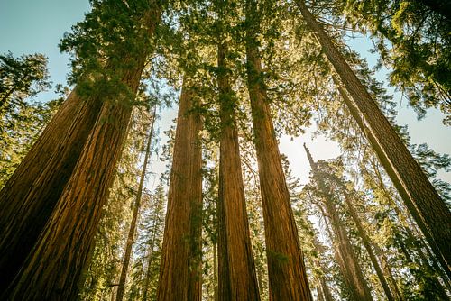 Californische reuzen