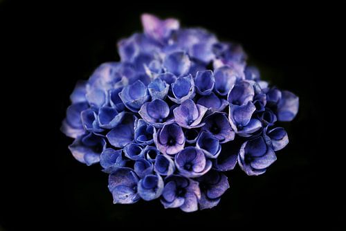 Blue Hydrangea low key.