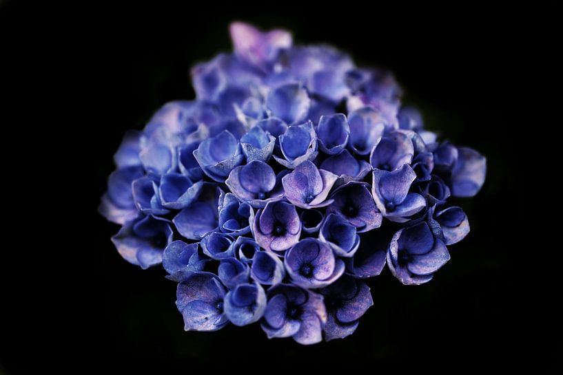 Blue Hydrangea low key. by Lex van der Putten