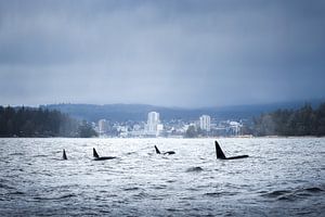 Orques au large de Nanaimo | Île de Vancouver | Canada | travelphotography