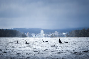 Orcas vor der Küste von Nanaimo | Vancouver Island | Kanada | Reisefotografie