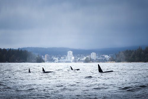 Orka's voor de kust van Nanaimo | Vancouver Island | Canada | travelphotography