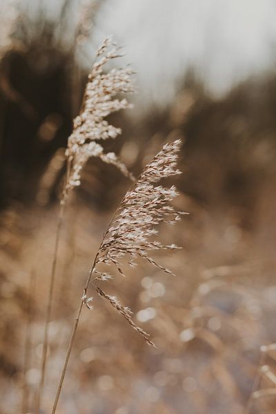 Riet in de winter van Amber den Oudsten