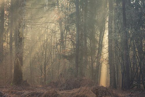 Een natuurlijk zoeklicht