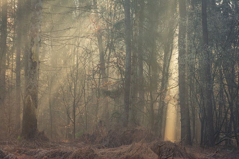 A natural searchlight by René Jonkhout